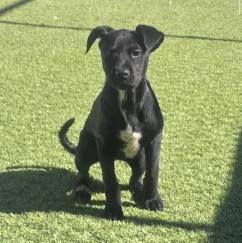 Rosalina thumbnail 2