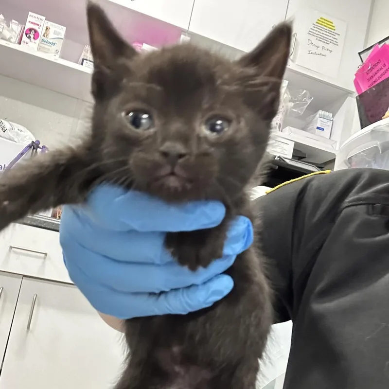 A baby small-sized male Black Domestic Short Hair cat named Paprika for adoption in Newark, NJ