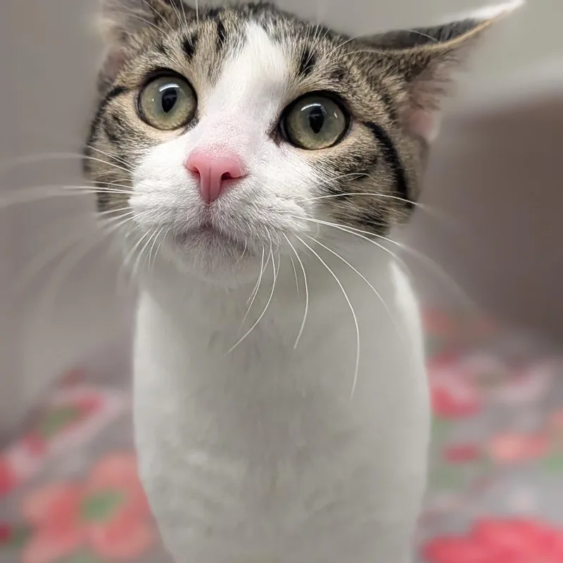 A young small-sized male Domestic Short Hair cat named Cheese for adoption in Jasper, IN