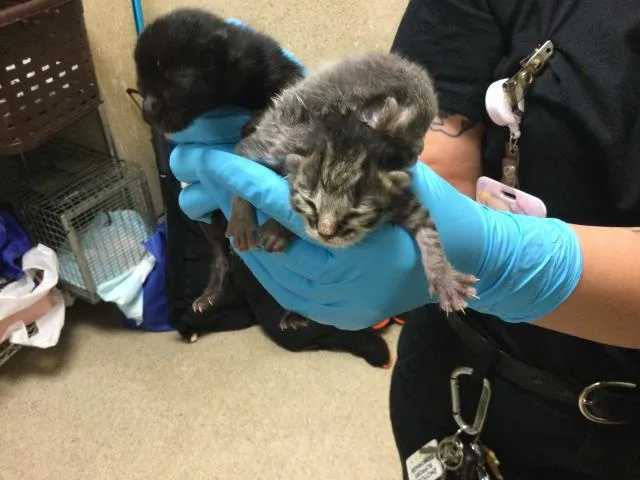 A young small-sized female Domestic Short Hair cat named Zantana for adoption in Riverside, CA