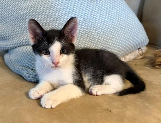 A baby small-sized male Domestic Short Hair cat named Bean for adoption in Sacramento, CA