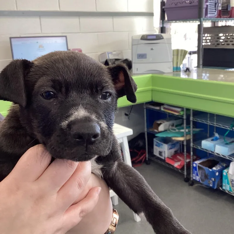 A young small-sized female Black Terrier dog named Savvy for adoption in Montgomery, AL