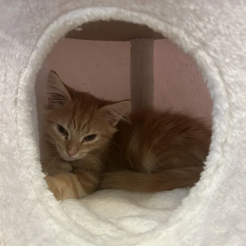A baby medium-sized male Orange / Red Domestic Long Hair cat named Cupid for adoption in Philadelphia, PA