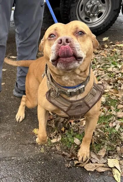 An adult large-sized male Yellow / Tan / Blond / Fawn Pit Bull Terrier dog named Peanut for adoption in Cleveland, OH