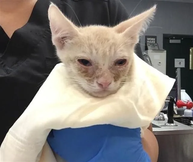 A baby small-sized male Domestic Short Hair cat named Theo for adoption in Thousand Palms, CA