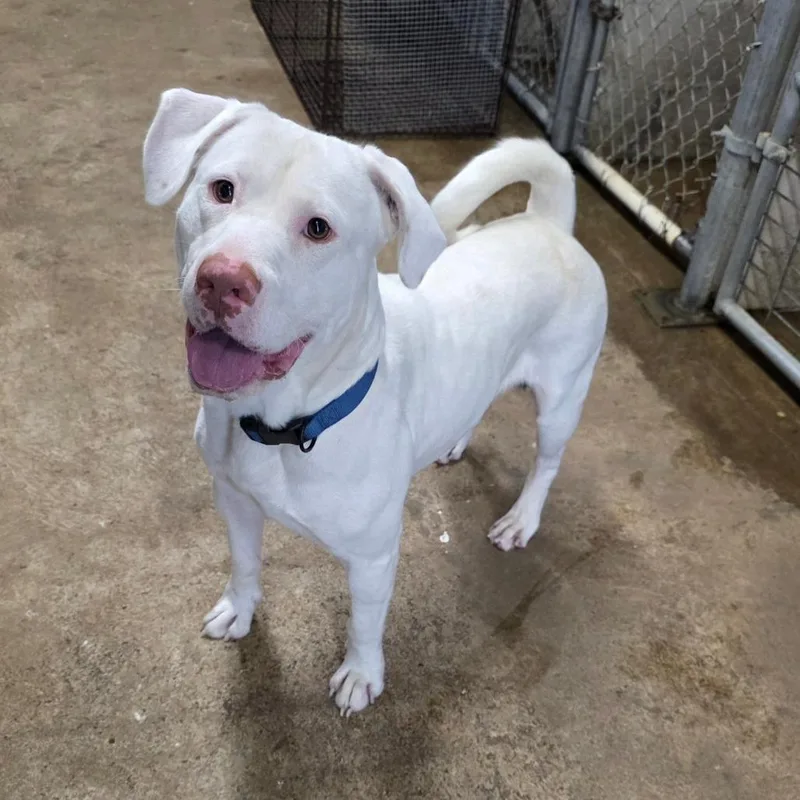 An adult large-sized male White / Cream American Staffordshire Terrier dog named AUROPiston for adoption in Aurora, MO
