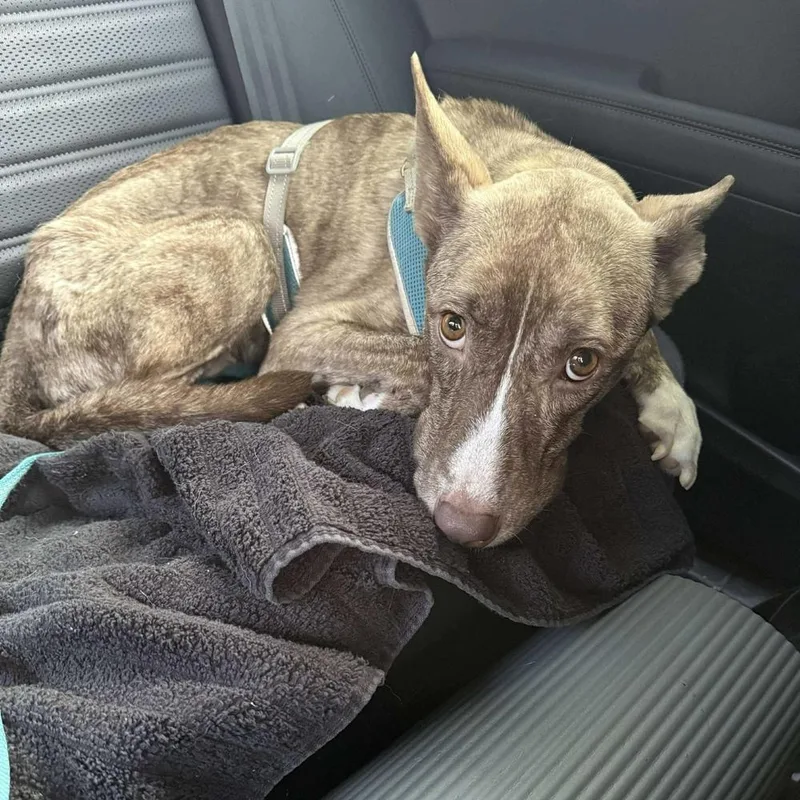 An adult medium-sized female Mixed Breed dog named Lily Luz for adoption in Long Island City, NY