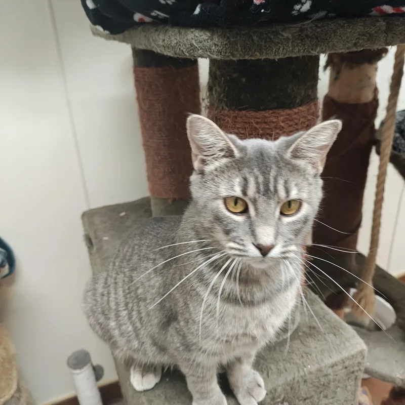 An adult medium-sized female Tabby (Gray / Blue / Silver) Domestic Short Hair cat named Jane for adoption in Centralia, IL