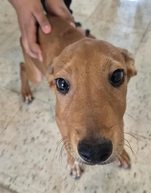 A baby small-sized male Terrier dog named Sunny for adoption in San Antonio, TX