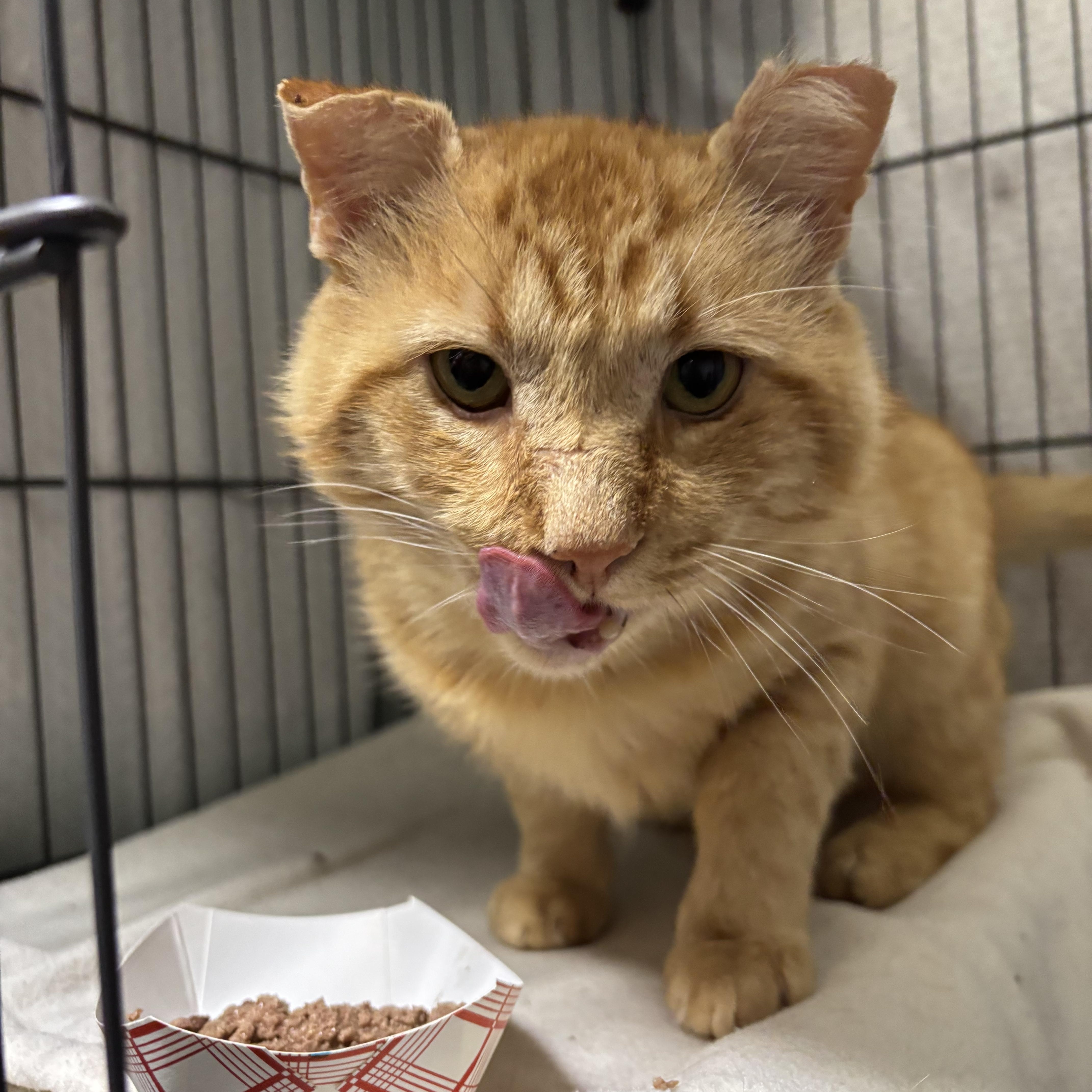 A young large-sized male Orange / Red Domestic Short Hair cat named Teddy for adoption in Lemoyne, PA