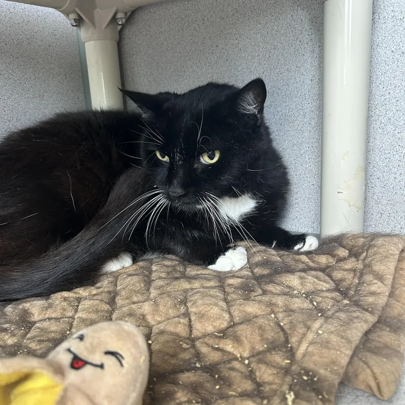 A young large-sized male Black & White / Tuxedo Tuxedo cat named Samuel for adoption in Lambertville, NJ
