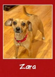 A young small-sized female Mixed Breed dog named Zara for adoption in Farmingdale, NY