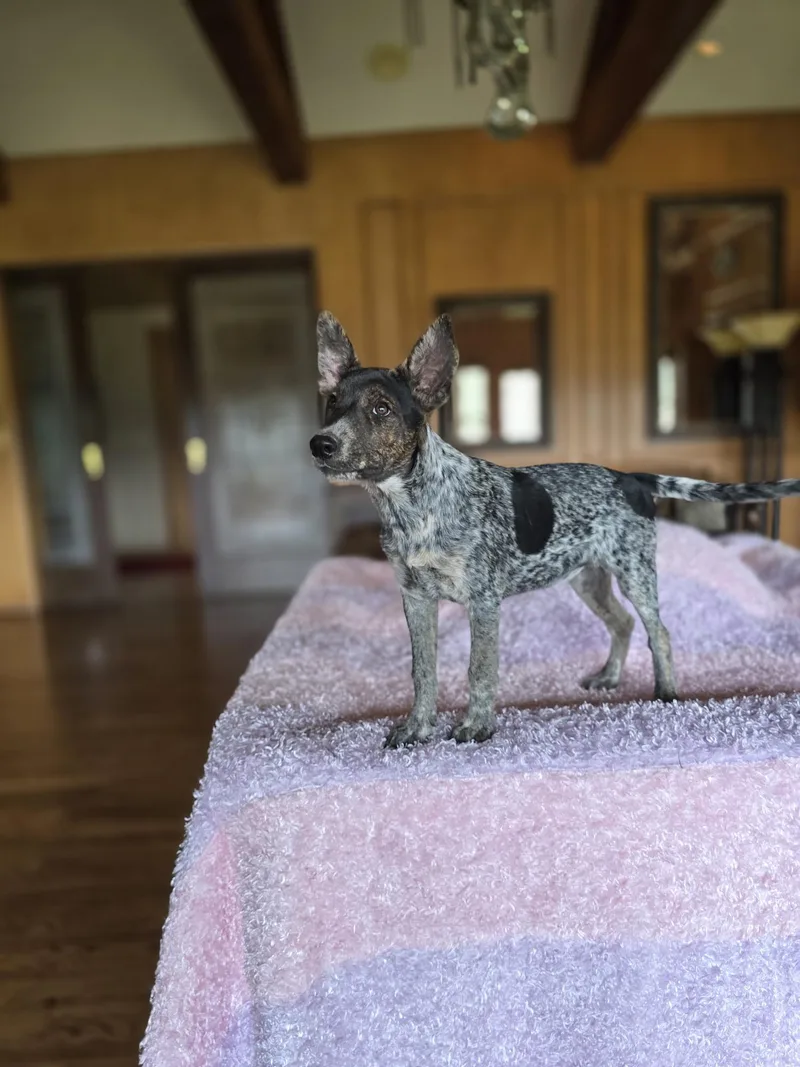 A baby medium-sized female Gray / Blue / Silver Australian Cattle Dog / Blue Heeler dog named Dolly for adoption in Boerne, TX