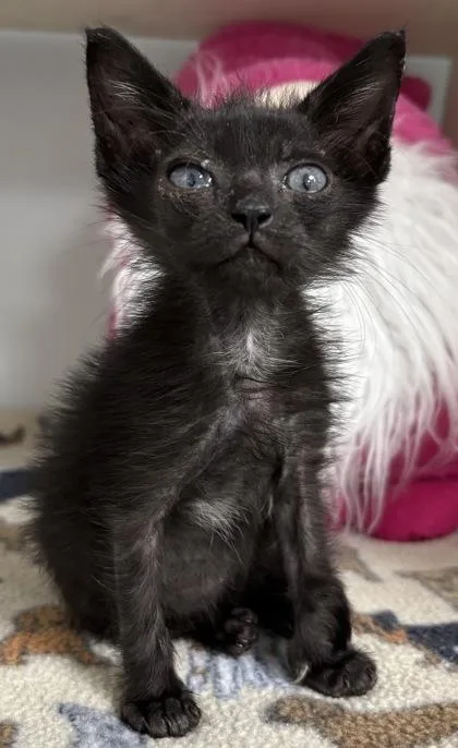 A baby small-sized male Domestic Short Hair cat named Sir Fluffigus for adoption in Cumming, GA