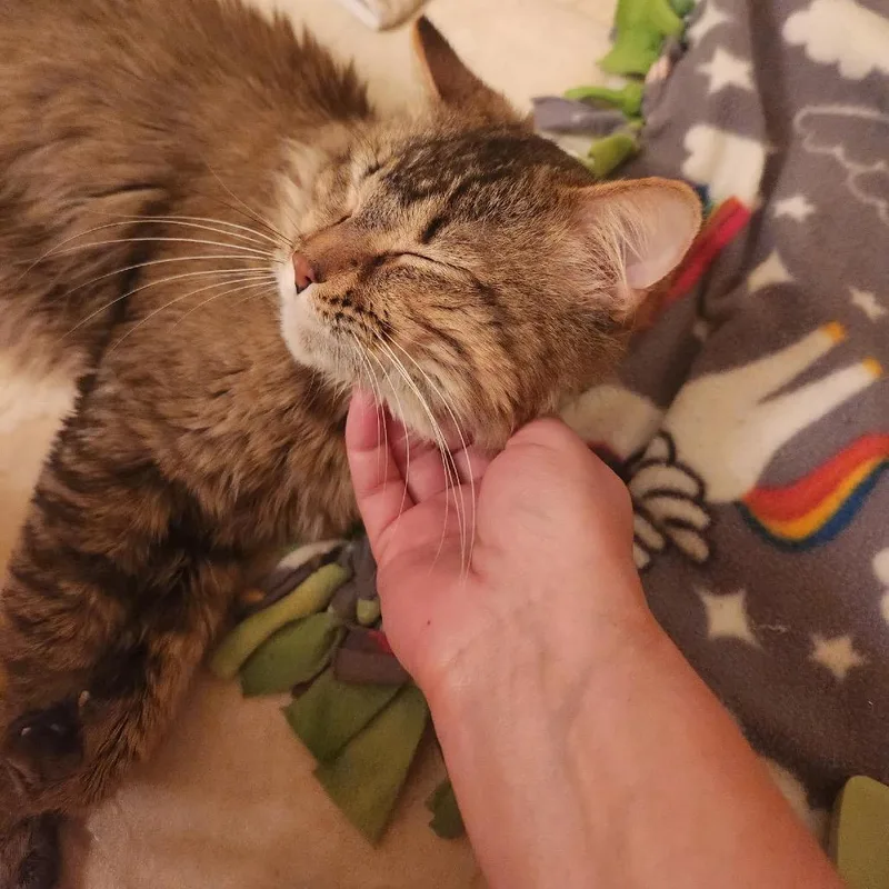An adult large-sized male Brown / Chocolate Domestic Medium Hair cat named Reggie C for adoption in Princeton, MN