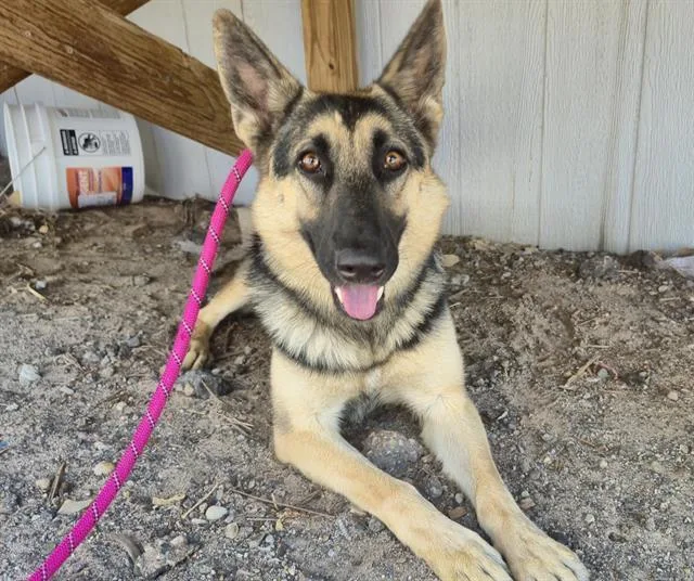 A young medium-sized female German Shepherd Dog dog named Sadie for adoption in Albuquerque, NM