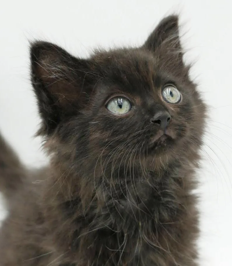 A baby small-sized male Black Maine Coon cat named Kato can't be any for adoption in Bedford Hills, NY