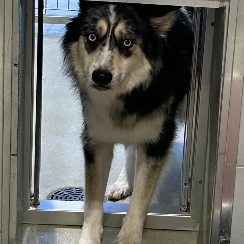 An adult medium-sized female Black Husky dog named Luna for adoption in Abilene, TX