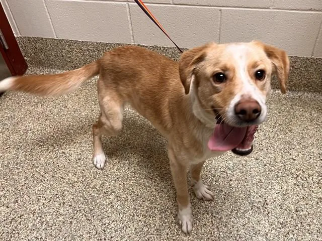 A young medium-sized male Labrador Retriever dog named Tanner for adoption in Colorado Springs, CO