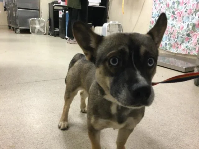 An adult medium-sized male Siberian Husky dog named Doug for adoption in Riverside, CA