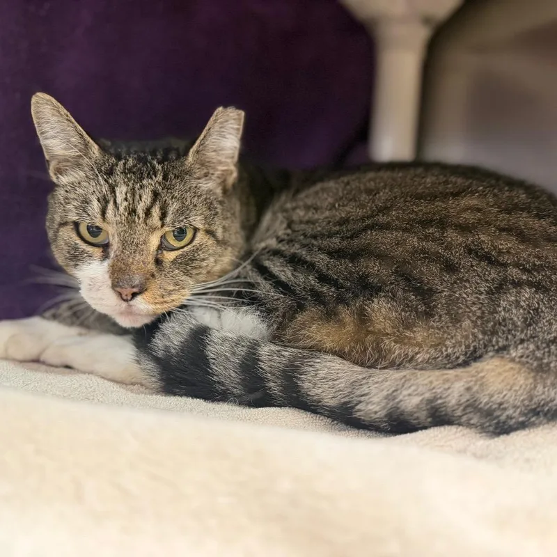 An adult large-sized male Domestic Short Hair cat named "Jason" for adoption in Perkiomenville, PA