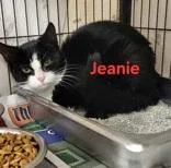 A young small-sized female Black Domestic Short Hair cat named Jeanie for adoption in Moline, IL