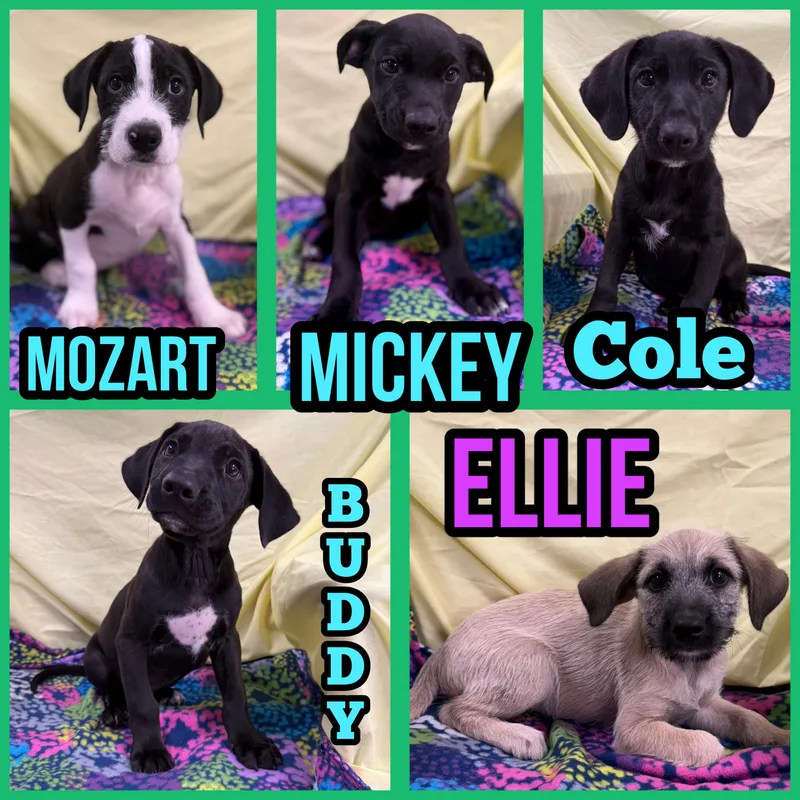 A baby medium-sized male Mixed Breed dog named Puppies for adoption in Springfield, VT