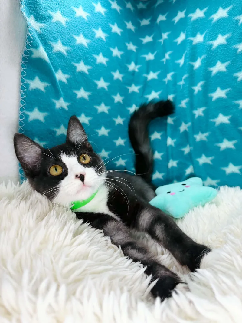 A baby medium-sized male Domestic Short Hair cat named Pine for adoption in Tavares, FL