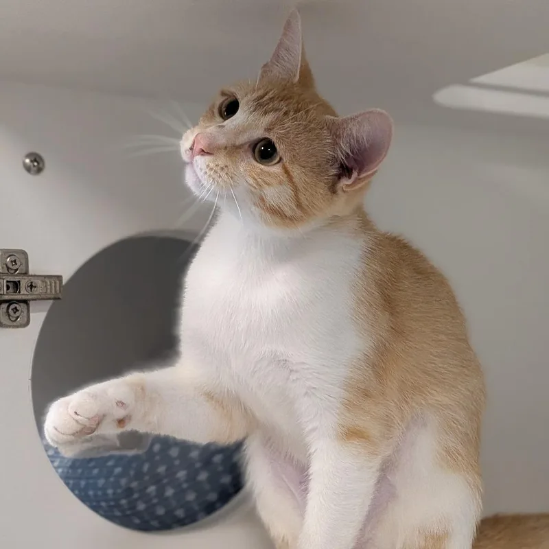 An adult small-sized female Orange / Red Domestic Short Hair cat named Jasmine for adoption in Prairie du Chien, WI