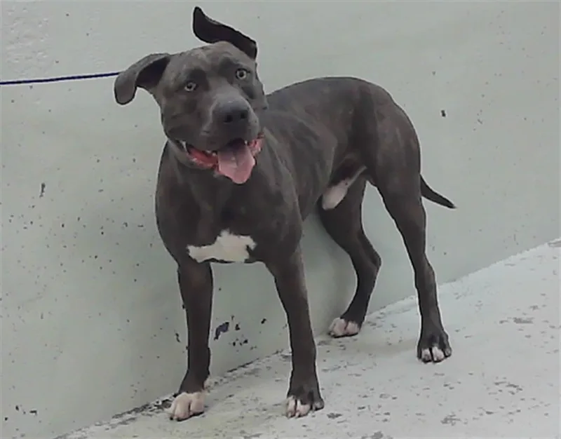 An adult large-sized male Staffordshire Bull Terrier dog named Pretzel for adoption in Houston, TX
