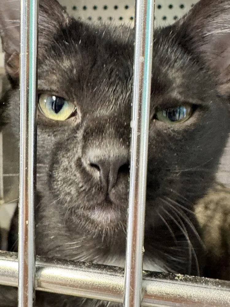 A baby small-sized male Black Domestic Short Hair cat named Wednesday MD for adoption in Fort Walton Beach, FL