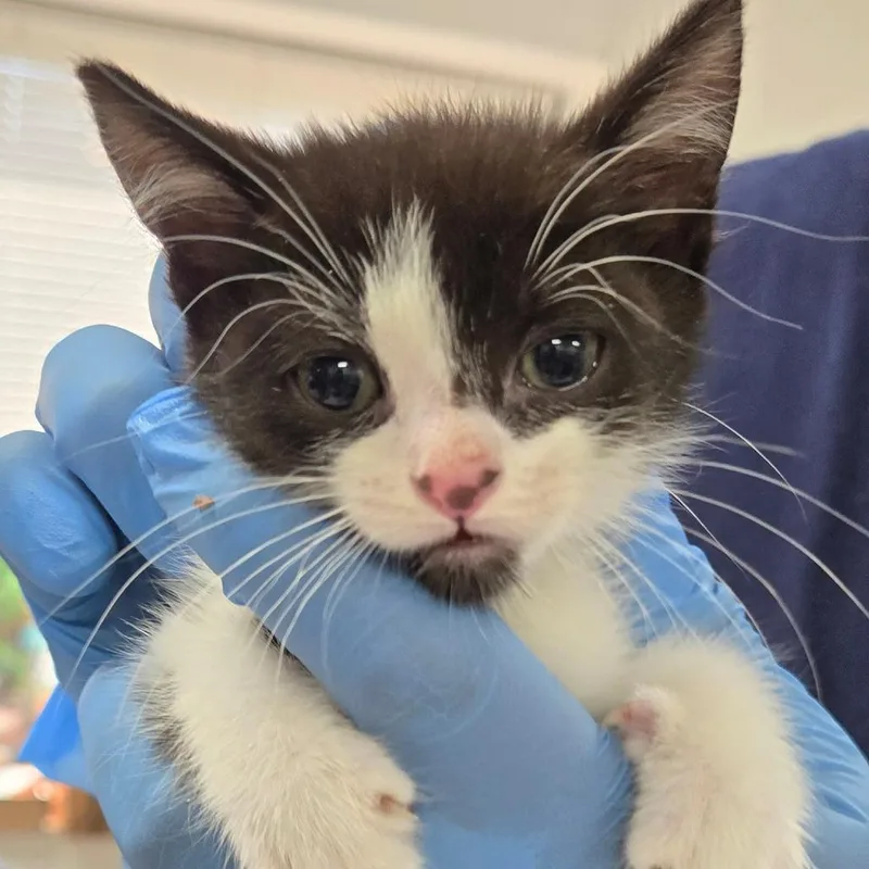 A baby small-sized female Black Domestic Short Hair cat named Fresier for adoption in Newark, NJ