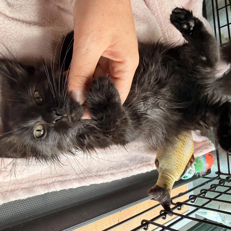 A baby medium-sized female Black Domestic Long Hair cat named Miss Scarlet for adoption in Scranton, PA