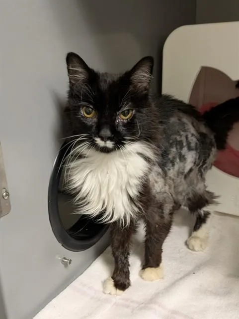 A senior medium-sized male Domestic Long Hair cat named Jacob for adoption in Leesburg, VA