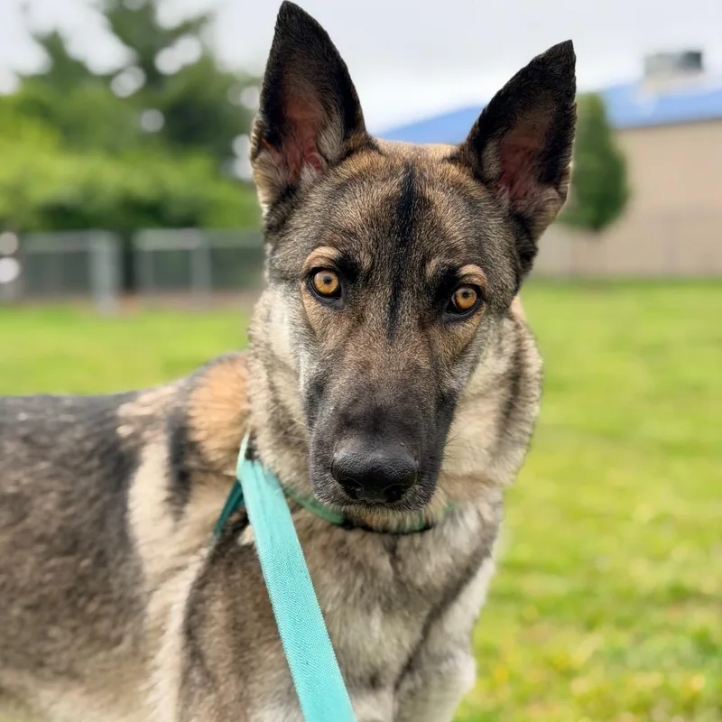 An adult medium-sized female Apricot / Beige Belgian Shepherd / Malinois dog named Shera for adoption in Champaign, IL