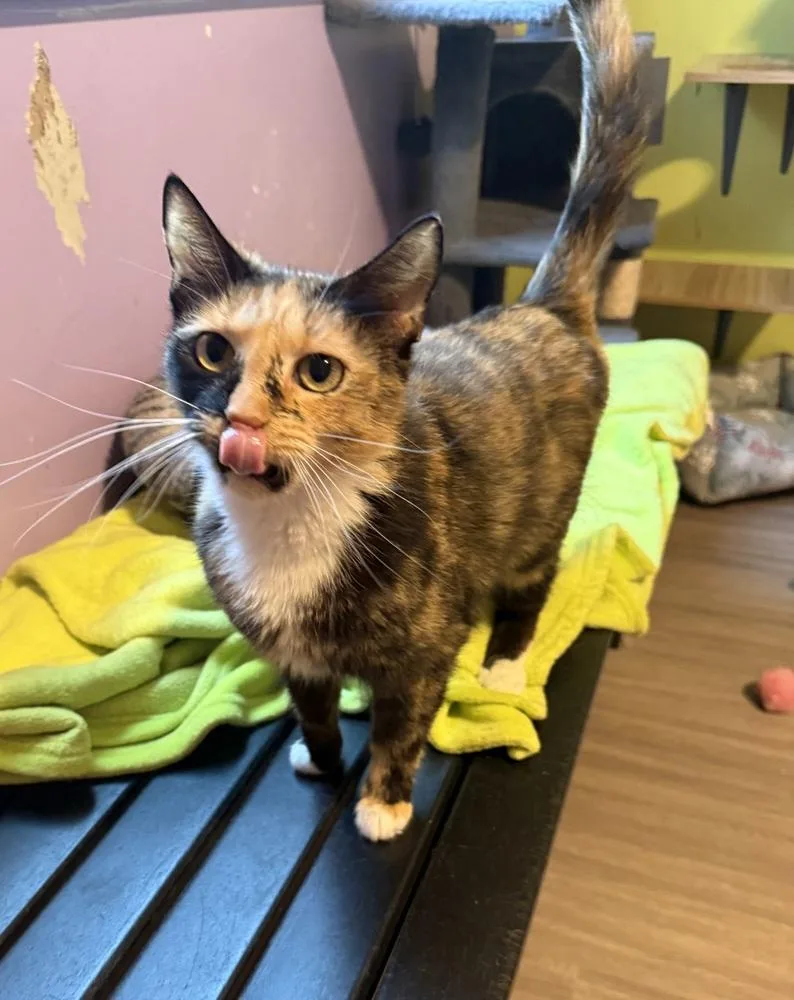 An adult medium-sized female Domestic Short Hair cat named Whiskey for adoption in New Cumberland, WV