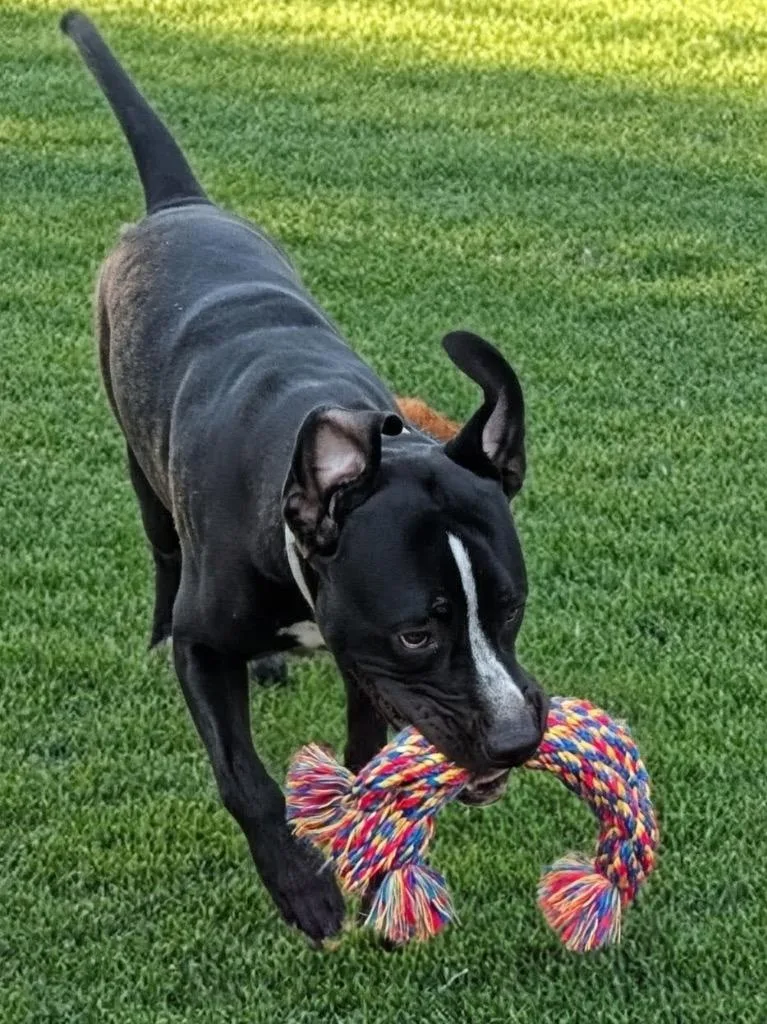 Rexfully Sponsored Fee &