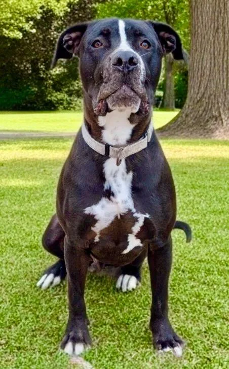 Rexfully Sponsored Fee & thumbnail 3