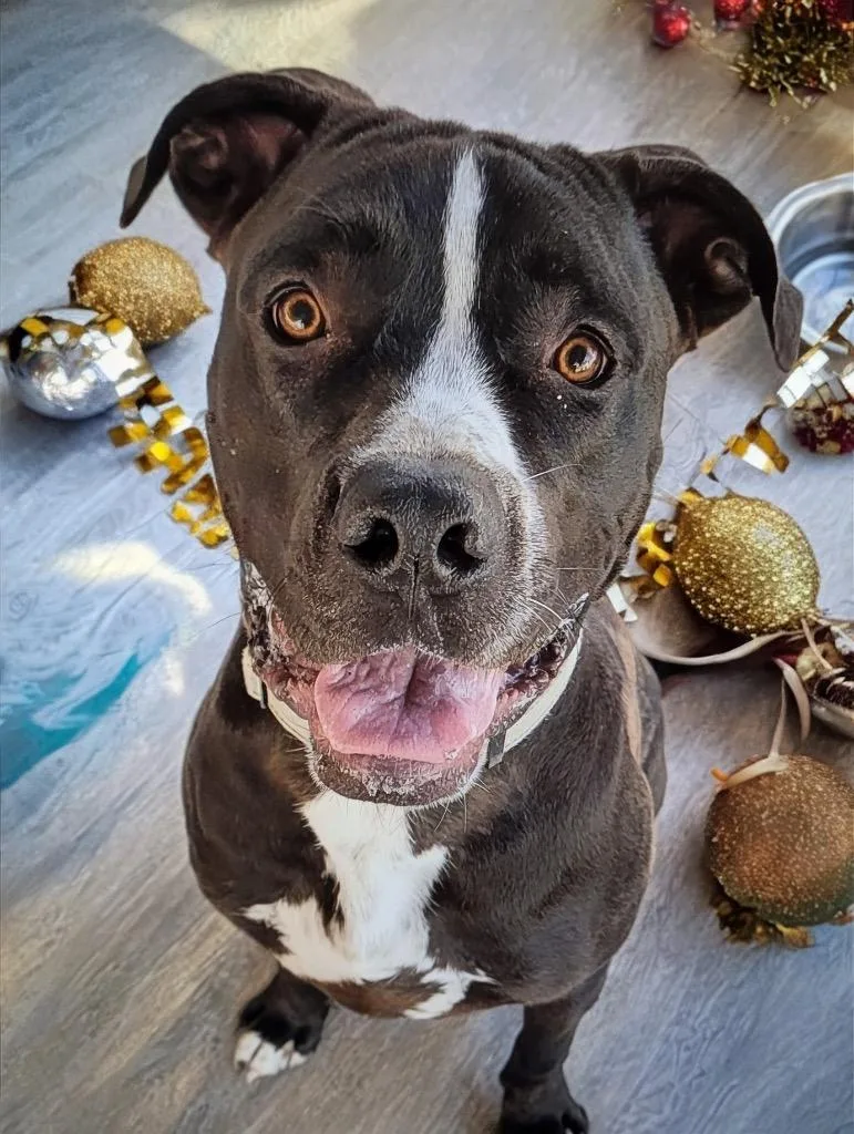 Rexfully Sponsored Fee & thumbnail 4