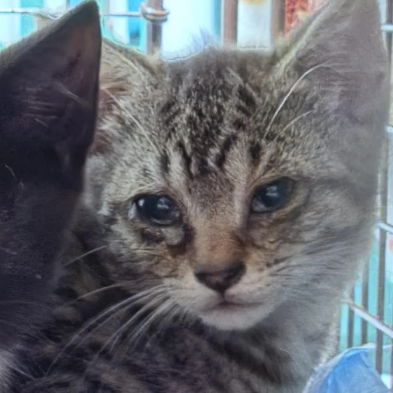 A baby small-sized female Brown / Chocolate Domestic Short Hair cat named Chamomile for adoption in Newark, NJ