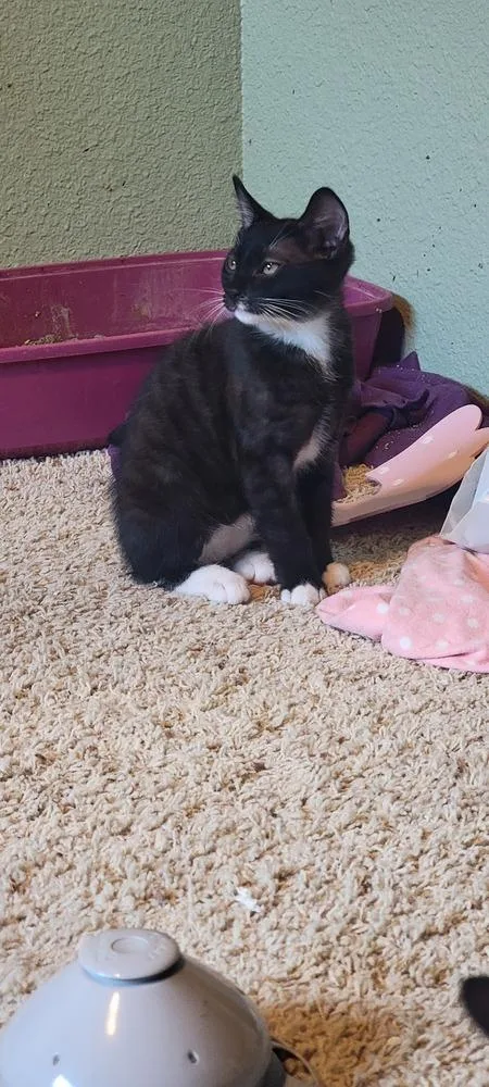 A baby small-sized male Domestic Short Hair cat named Carl for adoption in Bellingham, WA