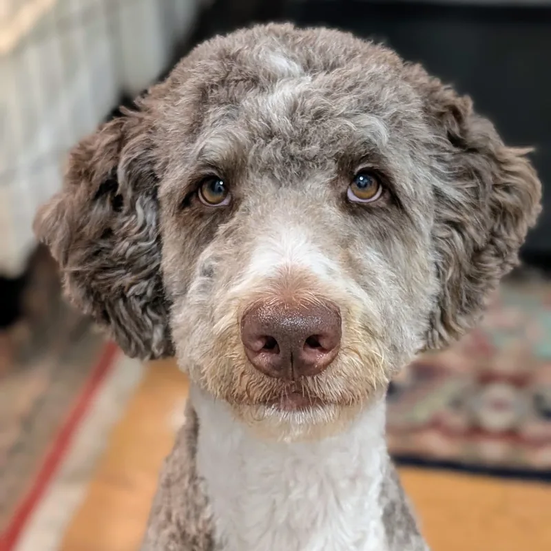 An adult large-sized male Poodle dog named Cory for adoption in New York, NY
