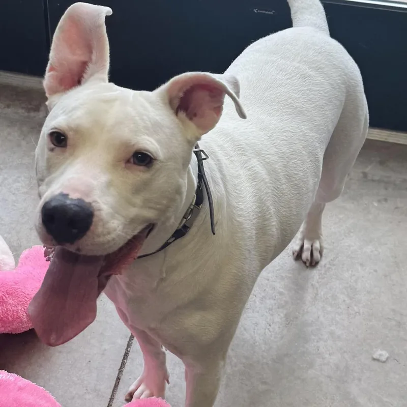 An adult small-sized male White / Cream Pit Bull Terrier dog named Radar for adoption in Rock Falls, IL