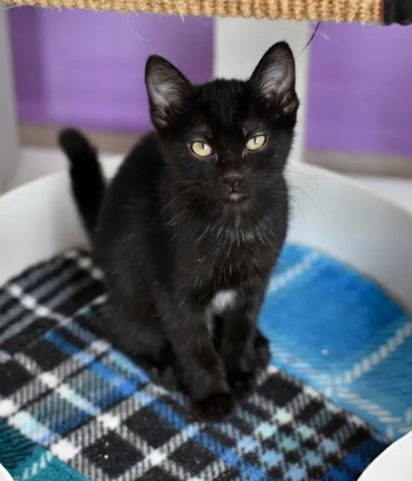 A young medium-sized female Black Domestic Short Hair cat named Jinx for adoption in Marietta, GA