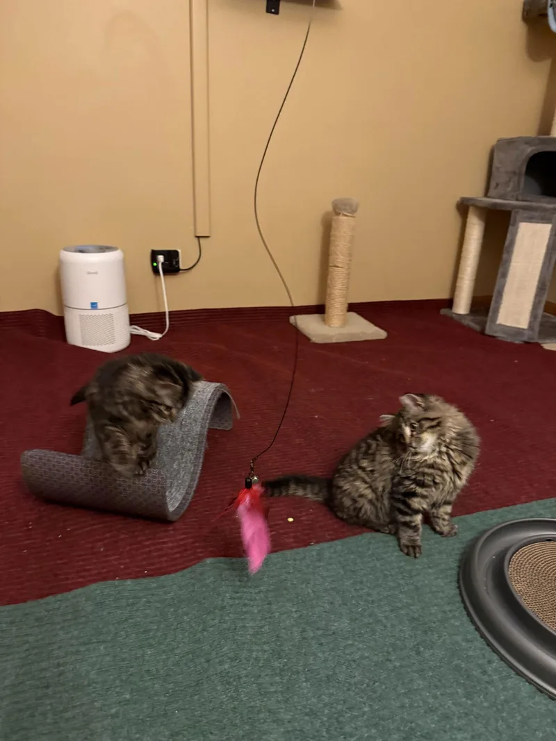 Buckingham And Windsor