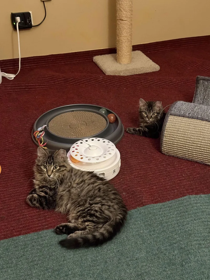 Buckingham And Windsor thumbnail 2