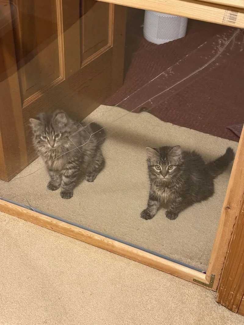 Buckingham And Windsor thumbnail 3