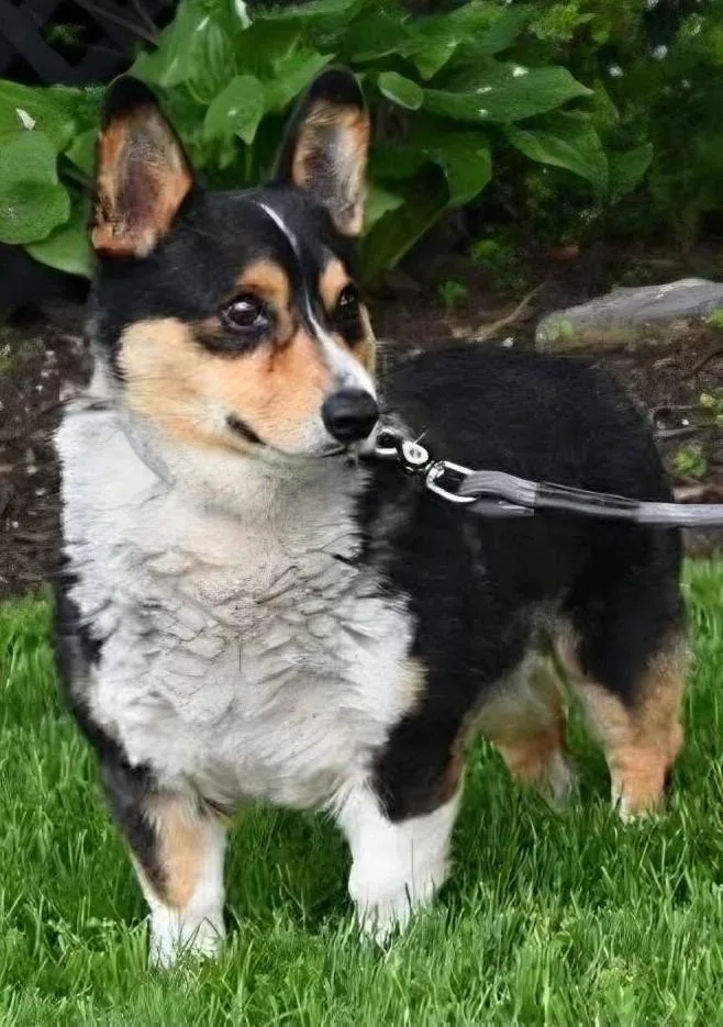 An adult small-sized male Corgi dog named Roman for adoption in Conesus, NY