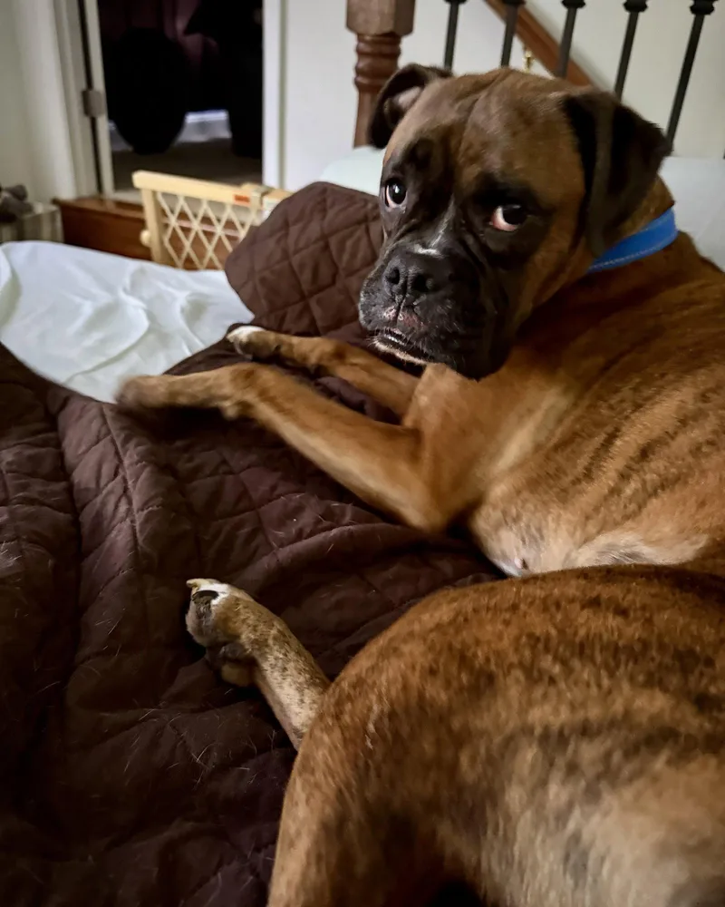 An adult large-sized female Boxer dog named Ruby Rae for adoption in Monticello, NY