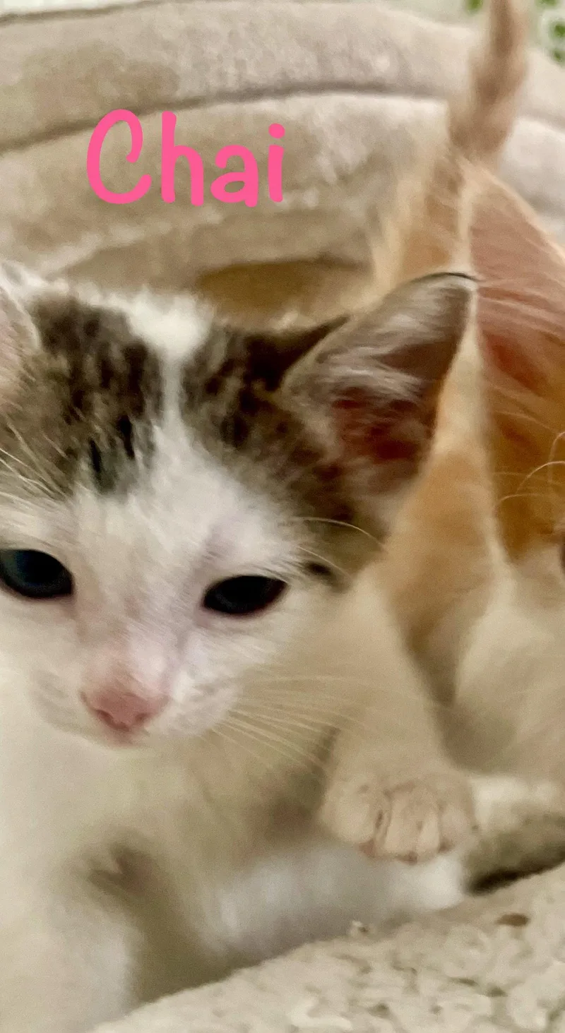 A baby medium-sized female Domestic Short Hair cat named Chai for adoption in Reston, VA